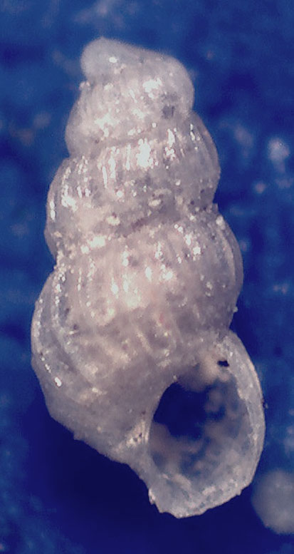 Chrysallida da identificare